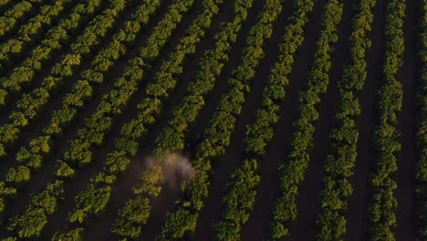 tractor-spray-pesticide-in-apple-orchard,-aerial-view