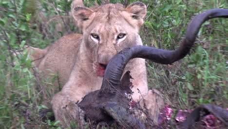 Lioness-Feeding-on-Kudu-in-African-Grasslands