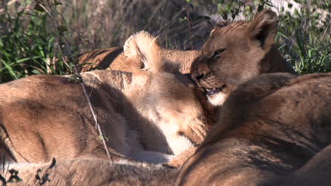 Schläfrige-Löwen-Und-Verspielte-Jungtiere-Im-Afrikanischen-Grasland