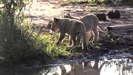 Löwenfamilie-Spaziert-Am-Wasserloch-Im-Kruger-Park-Vorbei
