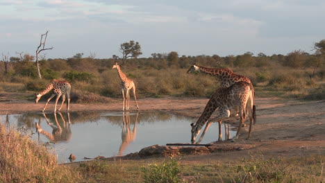 Giraffen-Am-Wasserloch-In-Afrikanischer-Landschaft