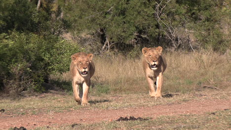 Ruhiger-Spaziergang-Weiblicher-Löwen-In-Der-Afrikanischen-Wildnis