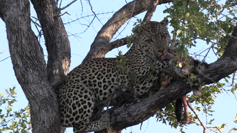 Leopardo-Dándose-Un-Festín-Con-Su-Presa-En-Lo-Alto-De-Un-árbol-En-El-Parque-Safari