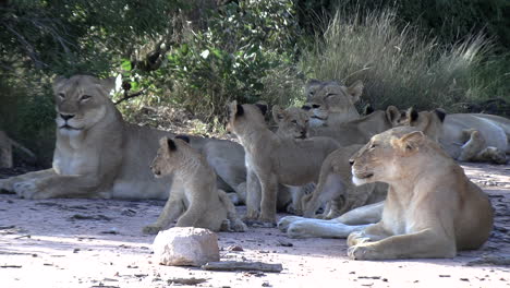Playful-Cubs-and-Lionesses-in-Kruger-Park-Grasslands