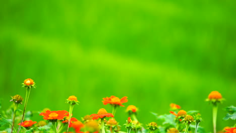 Red-flower-on-green-field-background.