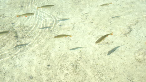 Clear-shallow-water-with-fish-swimming.