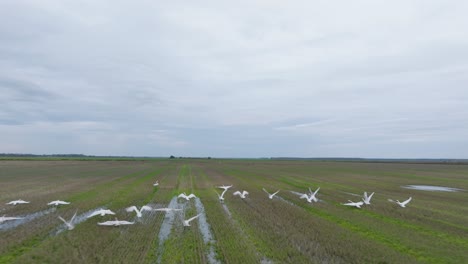 Aerial-establishing-view-of-a-large-flock-of-white-mute-swan-taking-up-in-the-air,-agricultural-field,-overcast-day,-bird-migration,-wide-drone-slow-motion-shot-moving-forward