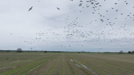Aerial-establishing-view-of-a-large-flock-of-bean-goose-taking-up-in-the-air,-agricultural-field,-overcast-day,-bird-migration,-wide-drone-slow-motion-shot-moving-forward-low