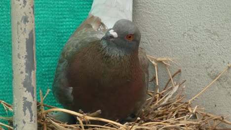 A-common-rock-pigeon,-Columba-livia,-sitting-on-it's-nest-made-of-straws-and-sticks-on-the-ledge-of-a-building