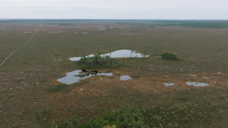 Beautiful-establishing-aerial-birdseye-view-of-bog-landscape-with-lakes-on-an-overcast-autumn-day,-Dunika-peat-bog-,-small-pine-trees,-wide-angle-drone-shot-moving-forward