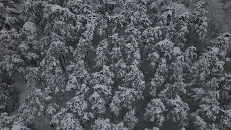 árboles-En-Invierno-Con-Nieve,-Drone-4k