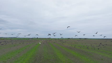 Aerial-establishing-view-of-a-large-flock-of-bean-goose-taking-up-in-the-air,-agricultural-field,-overcast-day,-bird-migration,-wide-drone-slow-motion-shot-moving-forward-low