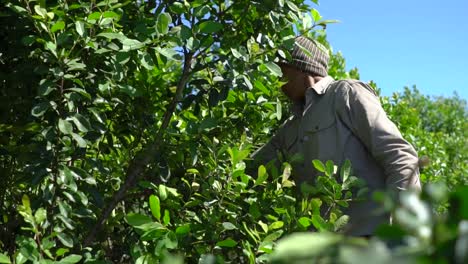 Worker-at-work-at-yerba-mate-plantation-collection-leaves-of-Latin-America-plant