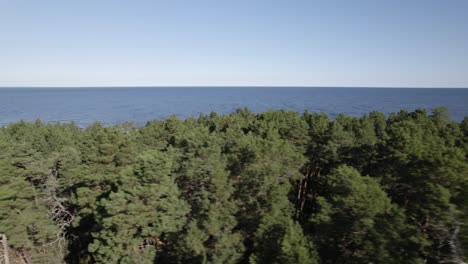 Parallax-aerial-of-pine-tree-forest-in-front-of-vast-ocean,-Baltic-sea