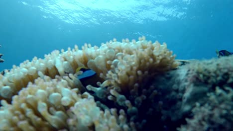 Clownfish-In-Sea-Anemone-in-beautiful-clarity-water