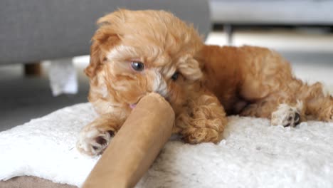 Front-view-of-caramel-brown-cavapoo-Cavoodle-puppy-dog-playing-with-toy-on-bed,-lifts-paw-to-hold-while-chewing