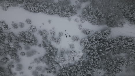 Luftaufnahmen-Einer-Familie-Mit-Hunden-Im-Winterurlaub
