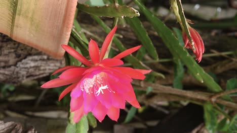 Flor-De-Cactus-Orquídea-Cultivada-Como-Planta-Ornamental-De-Jardín,-Vídeo-Vertical