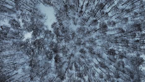Aerial-view-In-the-winter,-leafless-trees-are-covered-in-snow-and-frost