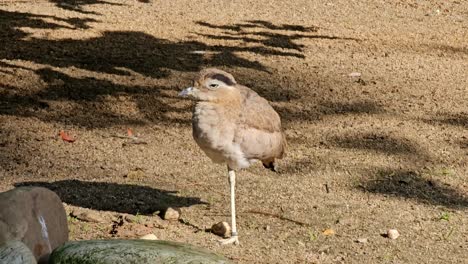 Busch-Brachvogel,-Ein-Bodenbewohnender-Einheimischer-Australischer-Vogel,-Stehend
