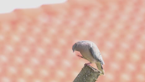 Eared-dove-,-urban-bird-perched-on-a-cut-tree-trunk