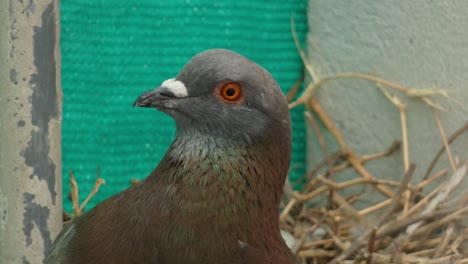 A-common-pigeon-or-rock-dove,-Columba-livia,-stares-at-the-camera