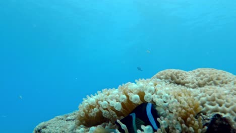 Clownfisch-In-Seeanemone-Im-Korallenriff