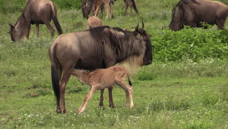 Blue-wildebeest-mother-suckling-her-baby-in-green-African-grassland