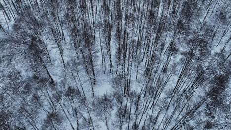 Vista-Panorámica-En-Invierno,-Los-árboles-Sin-Hojas-Están-Cubiertos-De-Nieve-Y-Escarcha.