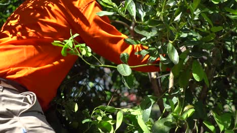 Up-close-worker-at-Misiones-Jardin-America,-yerba-mate-plantation-in-Argentina