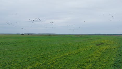 Aerial-establishing-view-of-a-large-flock-of-bean-goose-taking-up-in-the-air,-agricultural-field,-overcast-day,-bird-migration,-wide-drone-slow-motion-shot-moving-forward