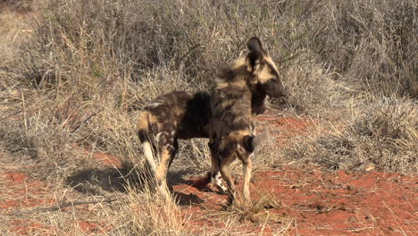 Cachorros-De-Perros-Salvajes-Africanos-Juegan-Entre-La-Hierba-Seca-Del-Kalahari