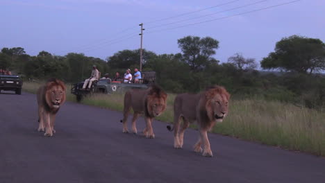 Male-lions-move-along-a-tarmac-road-in-the-Kruger-National-Park,-South-Africa