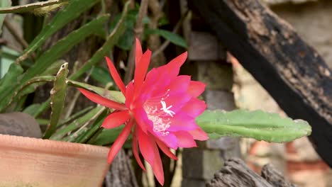 Flor-Roja-Y-Rosa-Del-Cactus-orquídea-Cultivada-Como-Planta-Ornamental-De-Jardín.