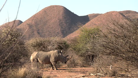 Un-Poderoso-Toro-Rinoceronte-Blanco-Con-Grandes-Cuernos-Entre-Los-Arbustos-Del-Kalahari