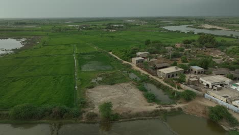 Lush-Fields-Near-Mirpurkhas-Village,-Sindh-Pakistan