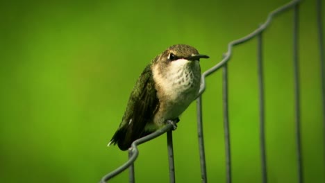 A-clip-of-a-hummingbird-sitting-on-a-fence