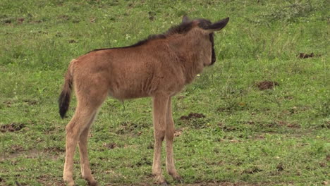 Baby-wildebeest-alone-in-the-open-watching-out-for-its-mother