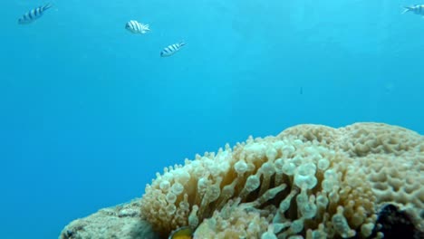 Pez-Payaso-Nemo-En-Anémona-De-Mar-En-El-Arrecife-De-Coral