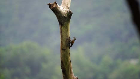 Woodpecker-or-Pelatuk-besi-or-dinopium-javanense-pecking-and-hanging-on-tree-on-sunny-day