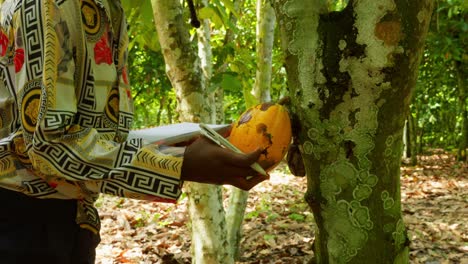 Granjera-Africana-Negra-Con-Ropa-Tradicional-Revisando-Un-Grano-De-Cacao-En-Una-Plantación-De-árboles-De-Cacao-Escribiendo-En-Un-Cuaderno-Los-Datos-Sobre-La-Producción-De-Alimentos