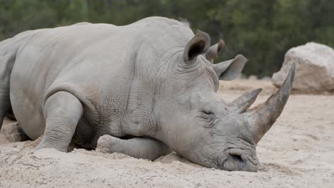Rinoceronte-Blanco-Descansando-En-La-Arena,-Cuerno-Grande,-Especies-En-Peligro-De-Extinción