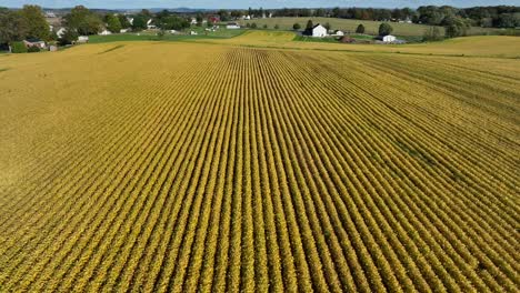 Yellow-soybean-field-during-autumn-in-USA