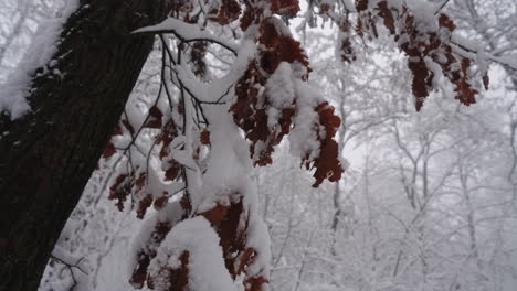 Baum-Im-Winter,-Schnee-Im-Urlaub,-Winterwald