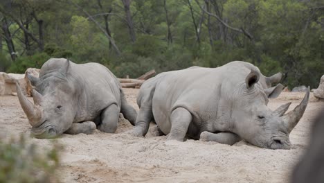 Rinocerontes-Blancos-Del-Sur.-Vida-Silvestre-En-Cautiverio