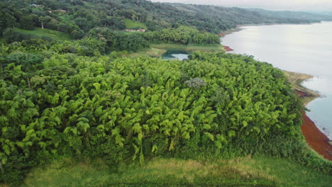 Paisaje-Escénico-De-Costa-Rica,-Centroamérica,-Belleza-Con-Vegetación-Selvática-De-Palmeras-Y-Agua-Del-Lago.
