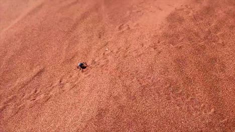 Stenocara-gracilipes,-a-type-of-beetle-that-lives-in-the-Nambian-desert,-running-over-red-sand-leaving-a-pattern-in-the-dunes