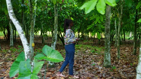 black-African-female-woman-engineer-checking-the-Cocoa-bean-on-cacao-tree-plantation-in-Africa,-food-crisis-concept-in-poor-undeveloped-country,-agrotechnology-precision-farming