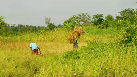agriculture-rice-field-plantation-black-male-farmer-working-as-team-in-africa-ricefiield-during-harvesting-season