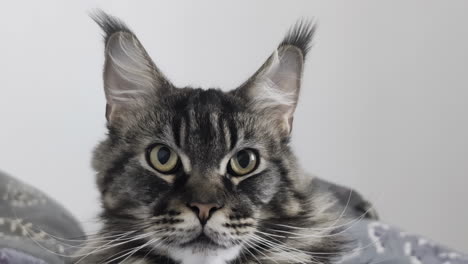 Close-up-portrait-of-a-Maine-Coon-cat-with-tufted-ears